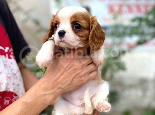 Cavalier King Charles Yavru Köpek (Sdk) görsel