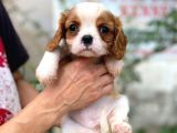 Cavalier King Charles Yavru Köpek (Sdk)