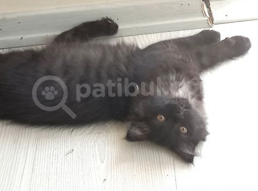 Akilli Kara Panter Erkek görsel