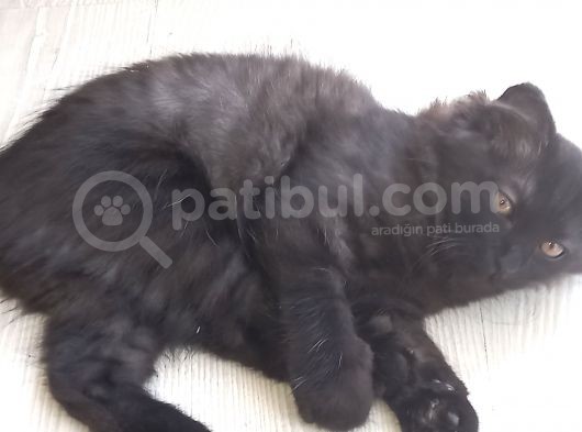 Akilli Kara Panter Erkek görsel