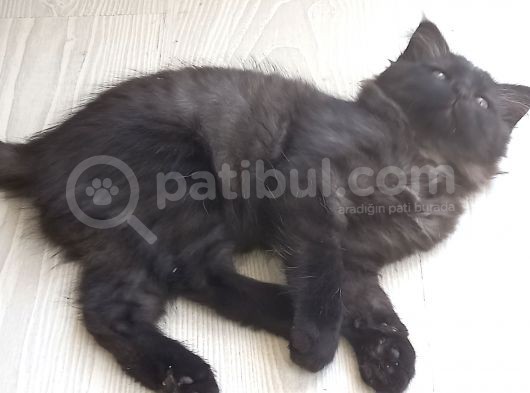 Akilli Kara Panter Erkek görsel