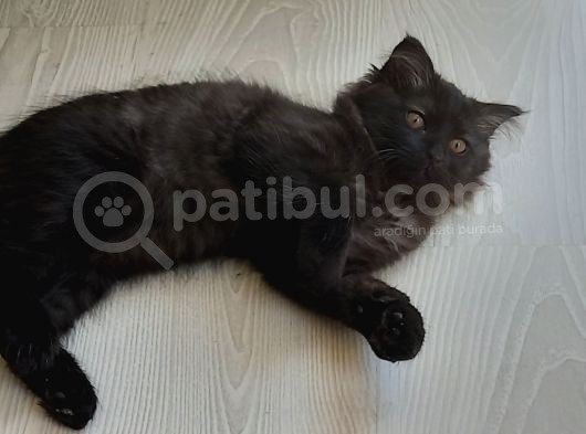 Akilli Kara Panter Erkek görsel