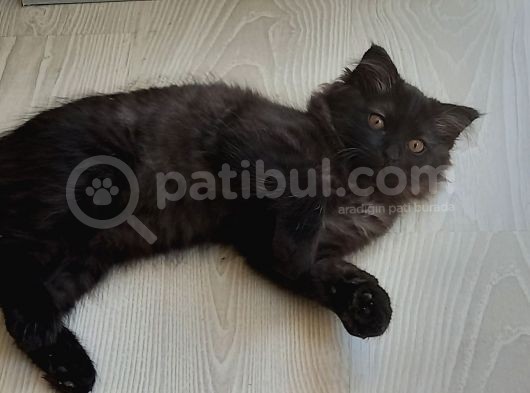 Akilli Kara Panter Erkek görsel
