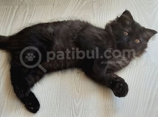 Akilli Kara Panter Erkek