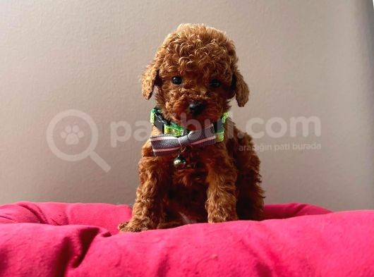 Orjinal Toy Poodle görsel