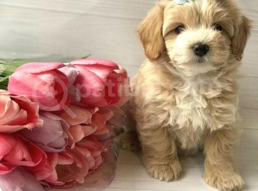 Dizayn Irk Sevimli Maltipoo Yavrular görsel