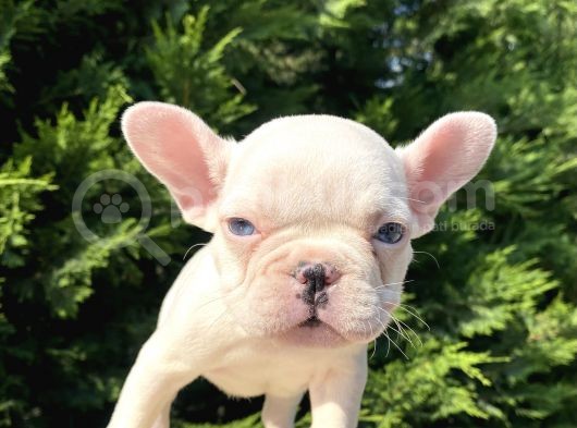 Mavi̇ Gözlü Lekesi̇z French Bulldog görsel