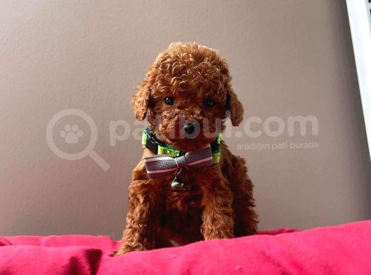 Orjinal Toy Poodle
