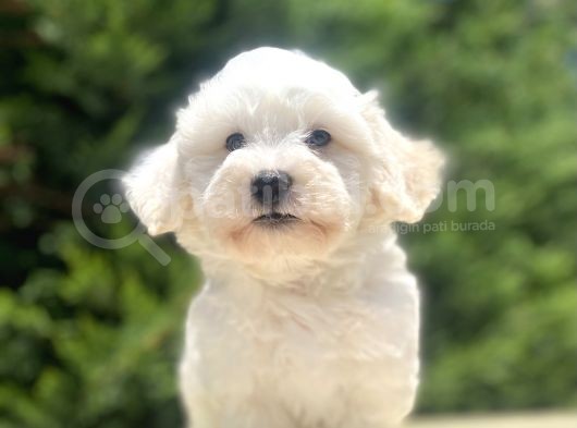 Orji̇nal Malti̇poo Bebekler görsel