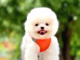 Safkan Pomeranian Boo Yavrular