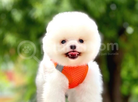Safkan Pomeranian Boo Yavrular