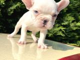 Mavi̇ Gözlü Lekesi̇z French Bulldog