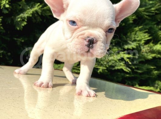 Mavi̇ Gözlü Lekesi̇z French Bulldog görsel
