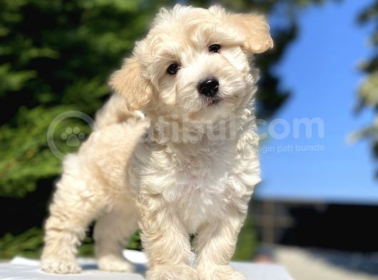 Di̇zayn Irk Malti̇poo Bebekler görsel