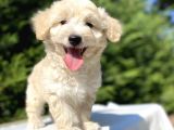 Di̇zayn Irk Malti̇poo Bebekler