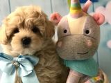 Maltipoo Dizayn Irk Sevimli Yavrular