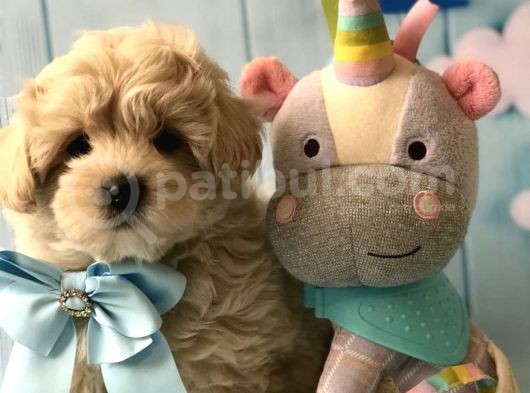 Maltipoo Dizayn Irk Sevimli Yavrular görsel
