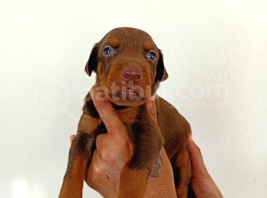 Anne Baba Full Scrli Doberman Yavrular görsel