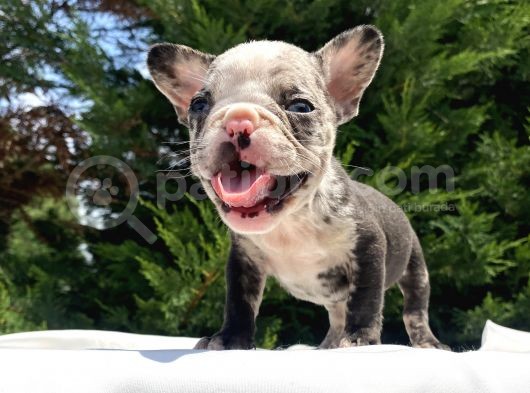 Merle French Bulldog Mavi̇gözlü görsel