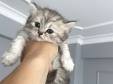 British Shorthair Full Secereli  Safkan Uysal Yavru