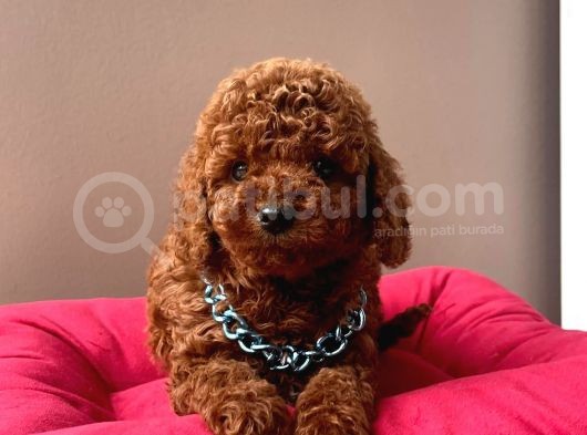 Orjinal Toy Poodle görsel
