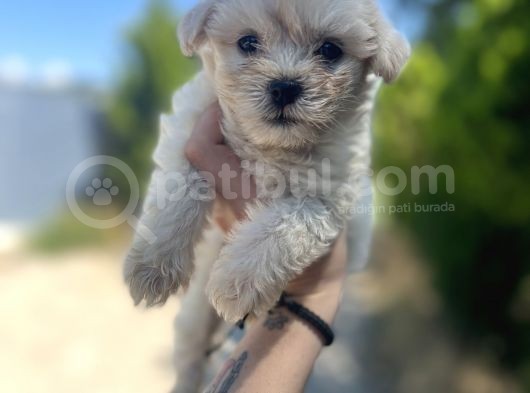 Xxsmall Maltipoo Bebeklerim görsel