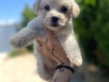 Xxsmall Maltipoo Bebeklerim