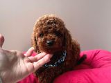 Orjinal Toy Poodle