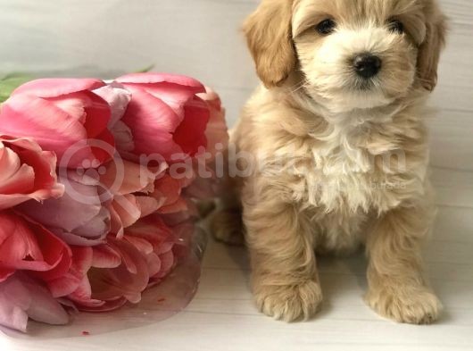 Dizayn Irk Sevimli Maltipoo Yavrular görsel