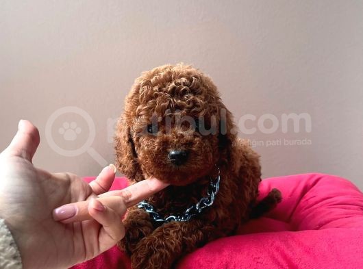 Orjinal Toy Poodle görsel
