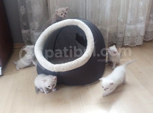 Blue Point Scottich Fold British Shorthair Yavruları görsel