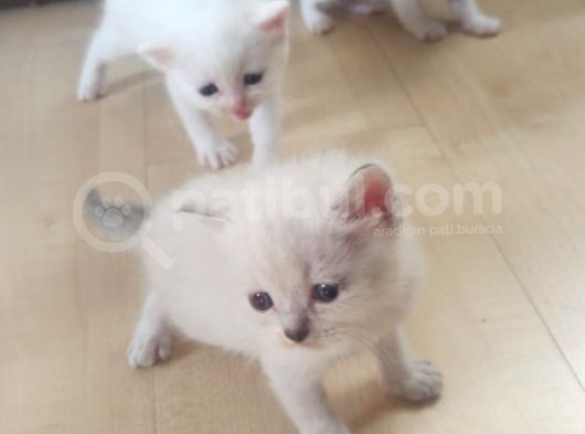 Blue Point Scottich Fold British Shorthair Yavruları görsel