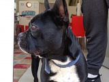 4 Ayli̇k Di̇si̇ French Buldog