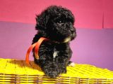 Anne Alti Ayicik Toy Poodle Yavrulari