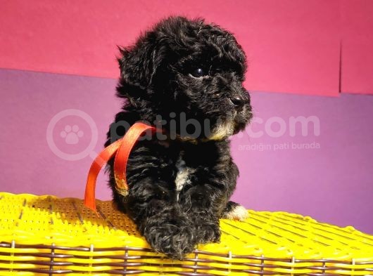 Uygun Orji̇nal Toy Poodle görsel
