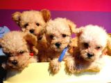 Anne Alti Ayicik Toy Poodle Yavrulari