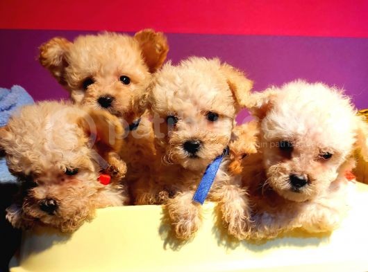 Anne Alti Ayicik Toy Poodle Yavrulari görsel