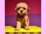 Anne Alti Ayicik Toy Poodle Yavrulari
