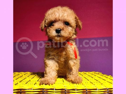 Uygun Orji̇nal Toy Poodle görsel