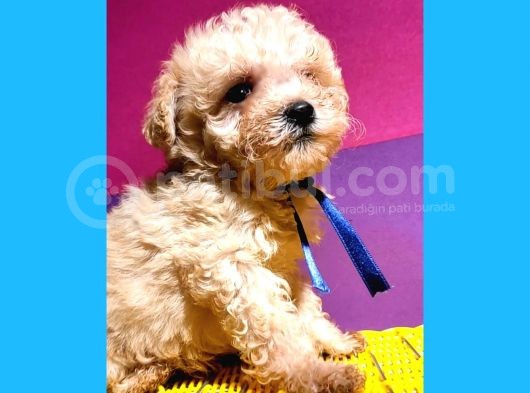Uygun Orji̇nal Toy Poodle görsel