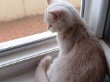 3 Aylık British Shorthair Cream