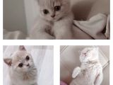 3 Aylık British Shorthair Cream