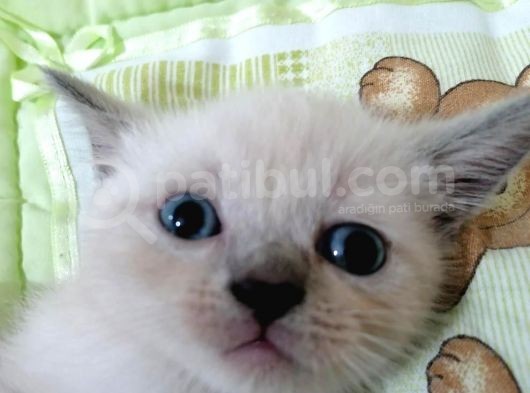 British Shorthair Chocolate Point