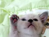British Shorthair Chocolate Point