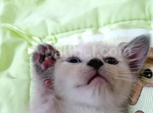 British Shorthair Chocolate Point görsel