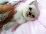 British Shorthair Chocolate Point