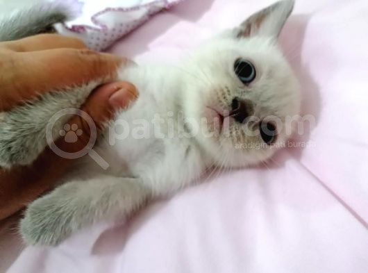 British Shorthair Chocolate Point görsel