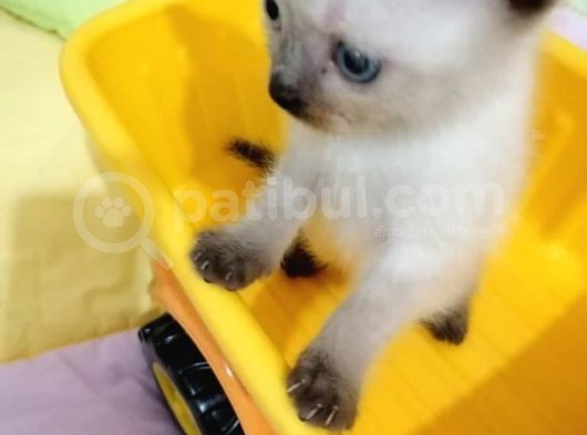 British Shorthair Chocolate Point görsel