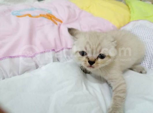 British Shorthair Chocolate Point görsel