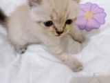 British Shorthair Chocolate Point